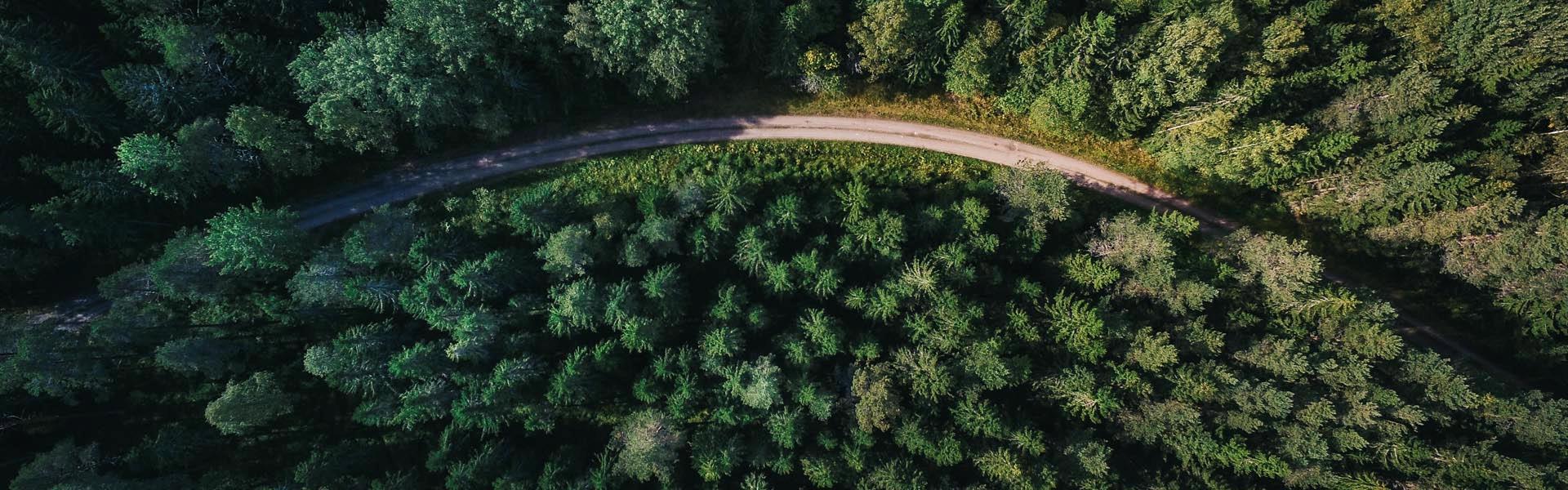 Tät skog sedd ovanifrån med en kurvig skogsväg som slingrar sig genom landskapet